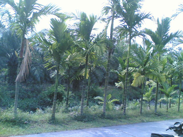 Pohon Pinang dijalan Tanjung Belit